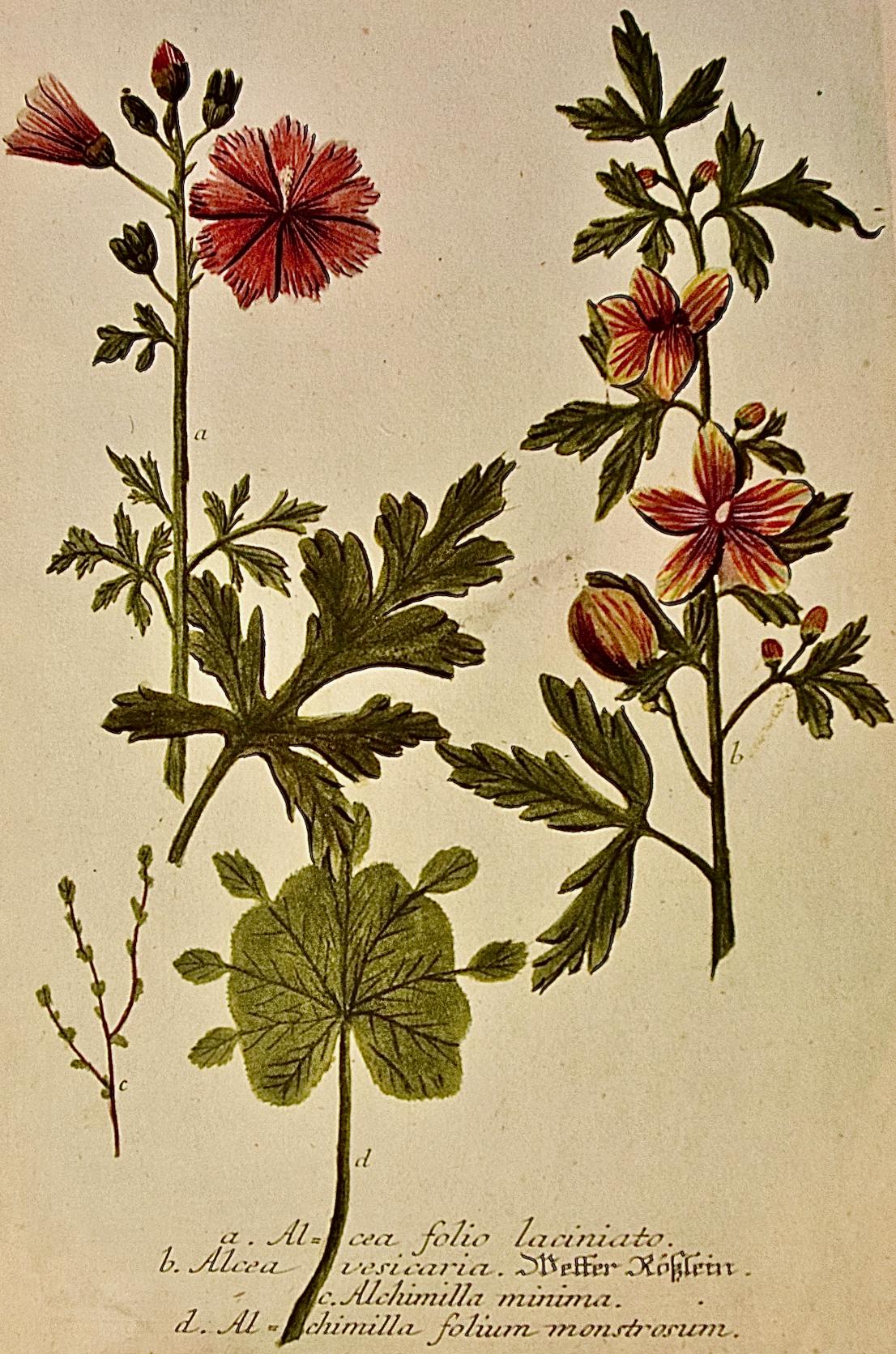 Hollyhock Plant : une gravure botanique du 18e siècle colorée à la main par J. Weinmann - Print de Johann Wilhelm Weinmann