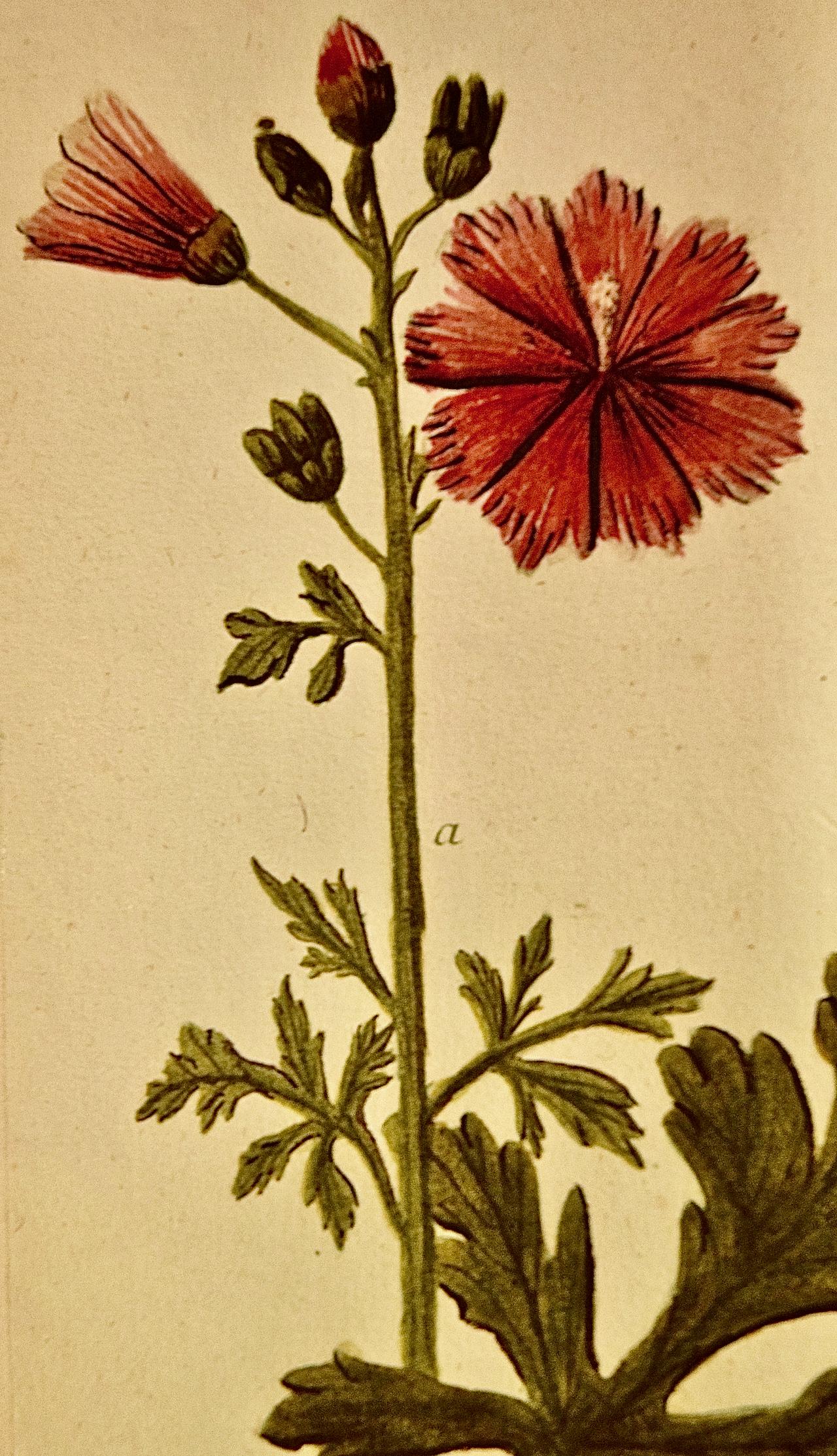Hollyhock Plant : une gravure botanique du 18e siècle colorée à la main par J. Weinmann - Naturalisme Print par Johann Wilhelm Weinmann