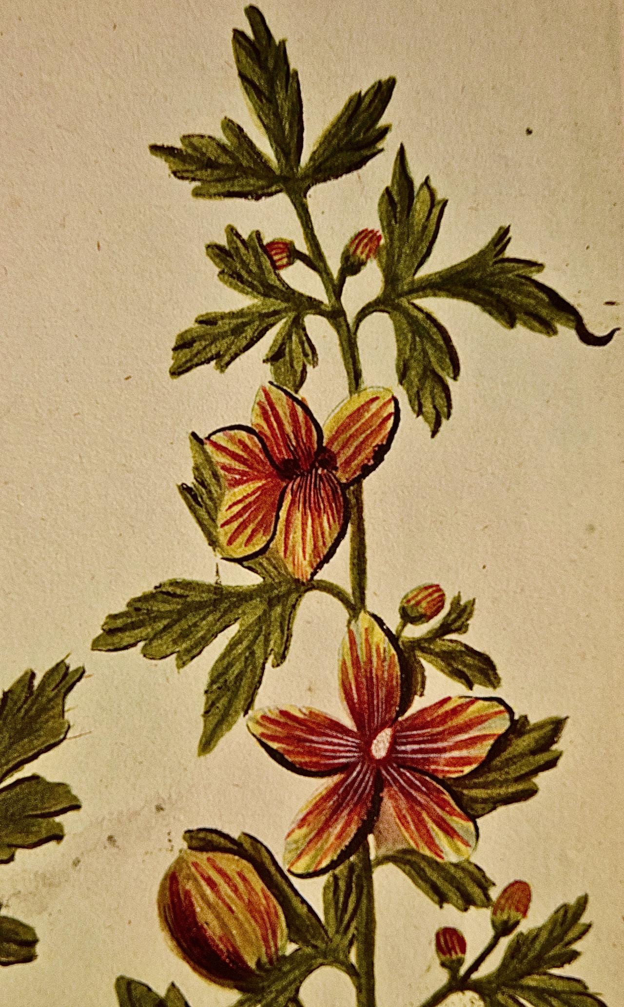 Hollyhock Plant : une gravure botanique du 18e siècle colorée à la main par J. Weinmann - Beige Still-Life Print par Johann Wilhelm Weinmann