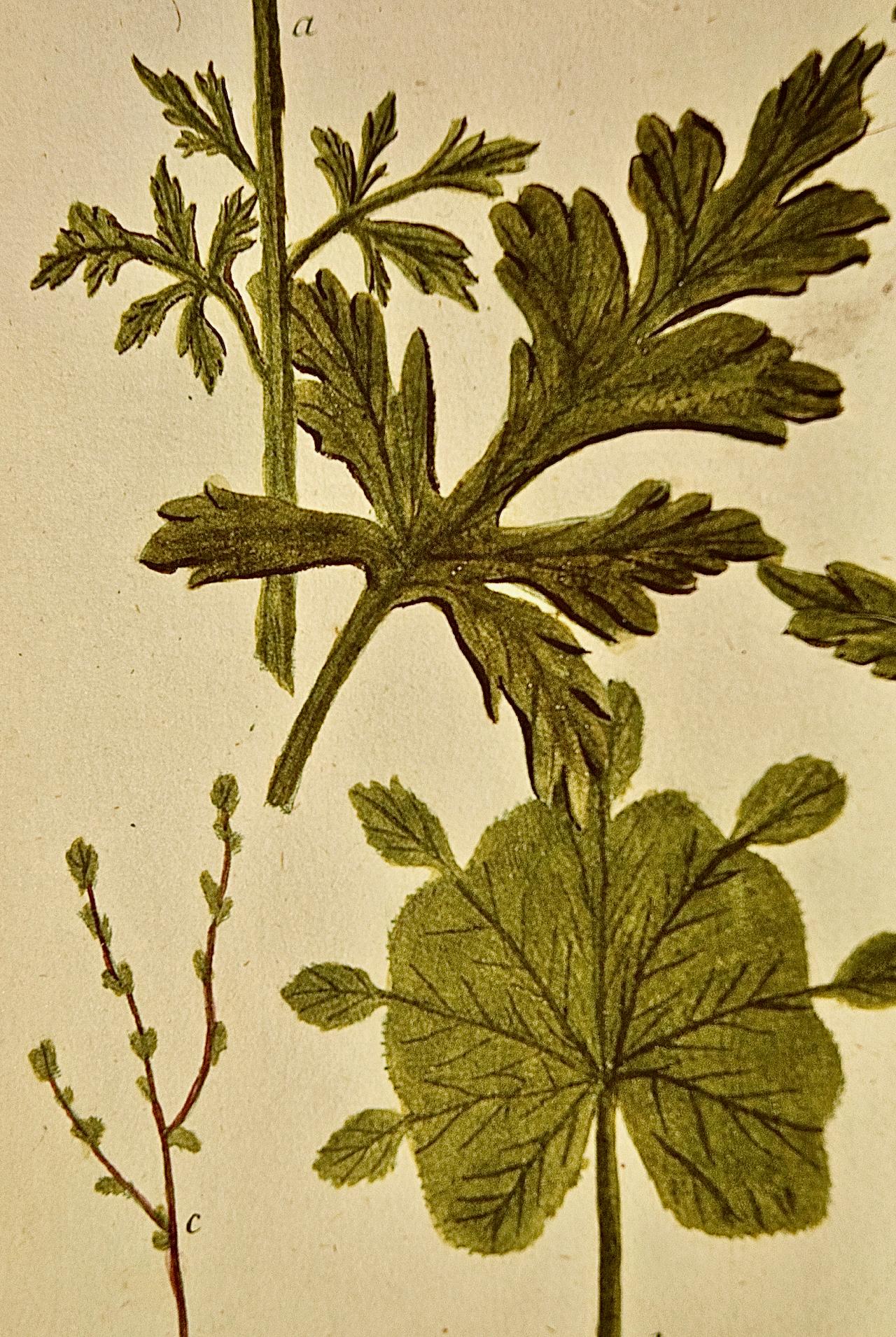 Il s'agit d'une gravure au trait et mezzotinte botanique coloriée à la main par Johann Wilhelm Weinmann (1683-1741), intitulée 