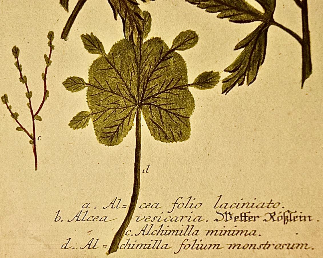 Hollyhock Plant : une gravure botanique du 18e siècle colorée à la main par J. Weinmann en vente 1