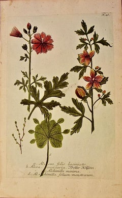 Planta de malvarrosa: Un grabado botánico coloreado a mano del siglo XVIII por J. Weinmann