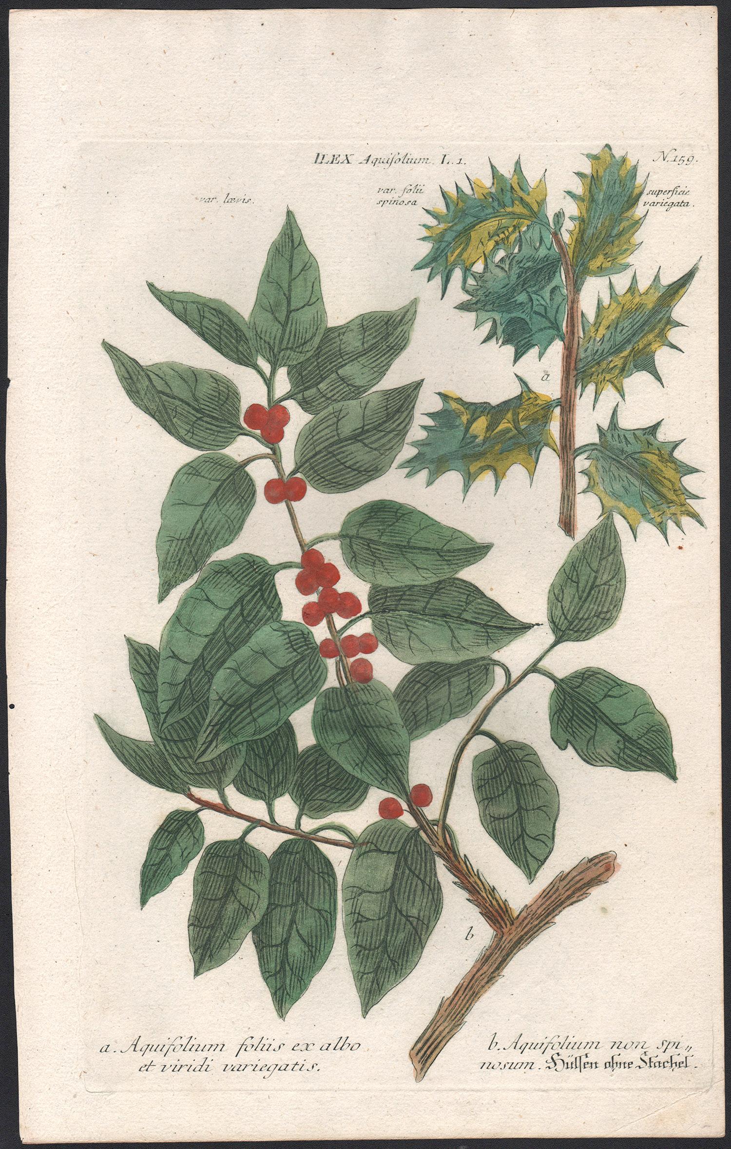 Ilex Aquifolium (Holly) - 18th century Weinmann botanical plant flower engraving - Print by Johann Wilhelm Weinmann