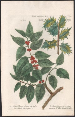 Ilex Aquifolium (Holly) - 18th century Weinmann botanical plant flower engraving