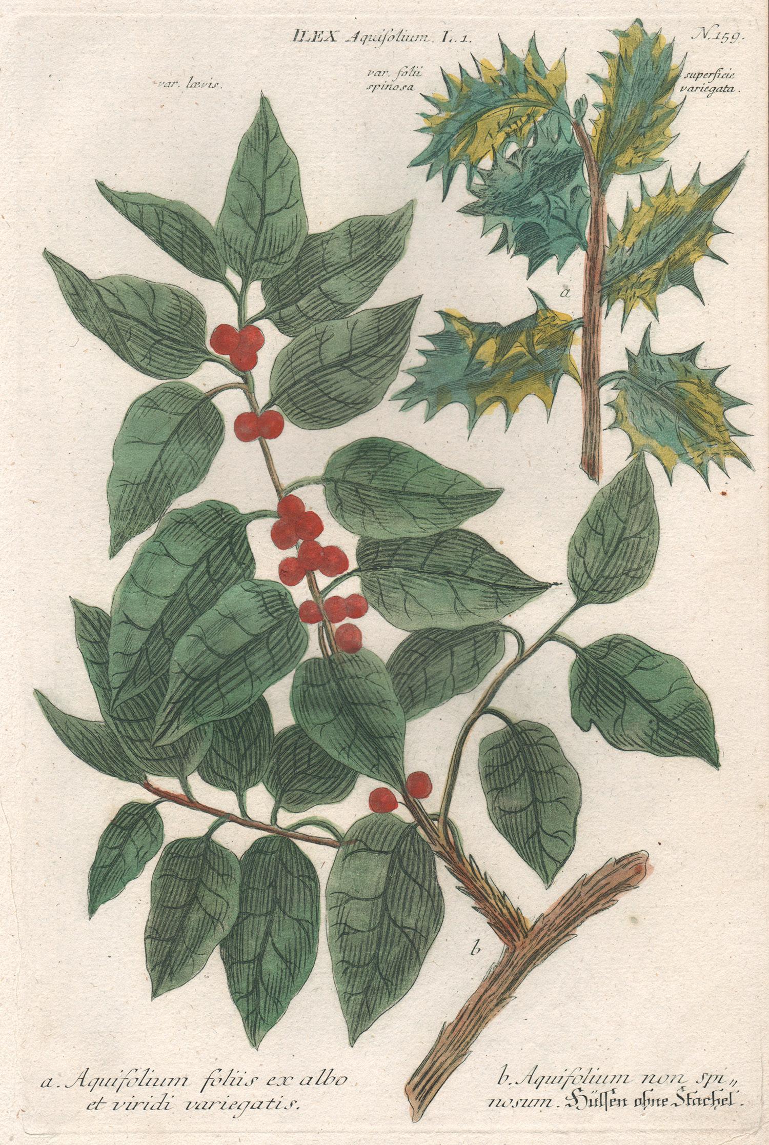 Johann Wilhelm Weinmann Still-Life Print - Ilex Aquifolium (Holly) - 18th century Weinmann botanical plant flower engraving