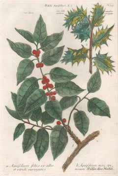 Ilex Aquifolium (Holly) - 18th century Weinmann botanical plant flower engraving