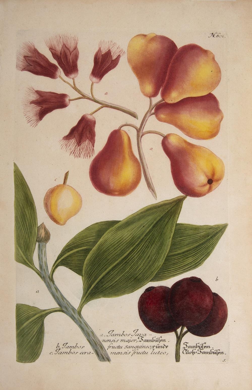Java Apples  - Print by Johann Wilhelm Weinmann
