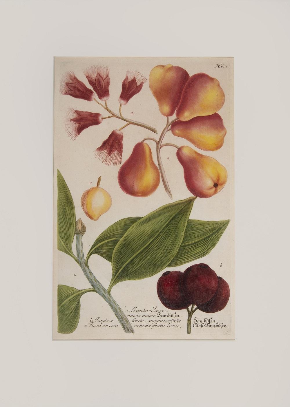 Johann Wilhelm Weinmann Figurative Print - Java Apples 