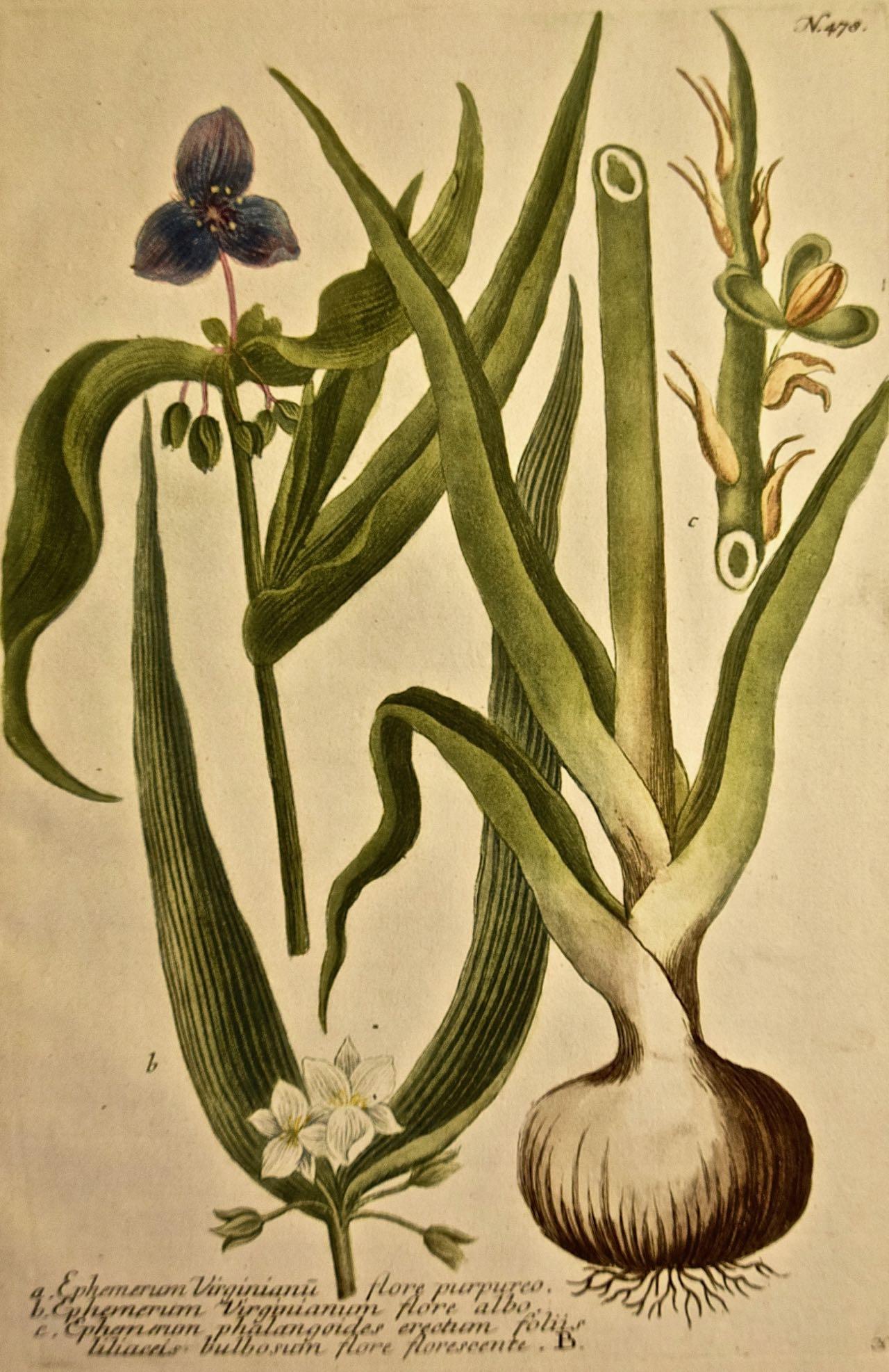 Weinmann 18th Century Hand Colored Botanical Engraving 