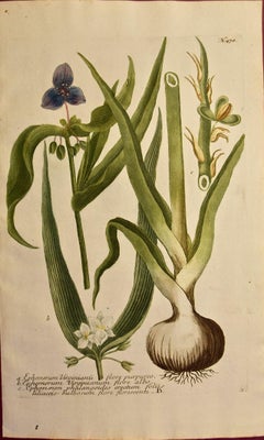 Weinmann 18th Century Hand Colored Botanical Engraving "Ephemerum Virginianum"