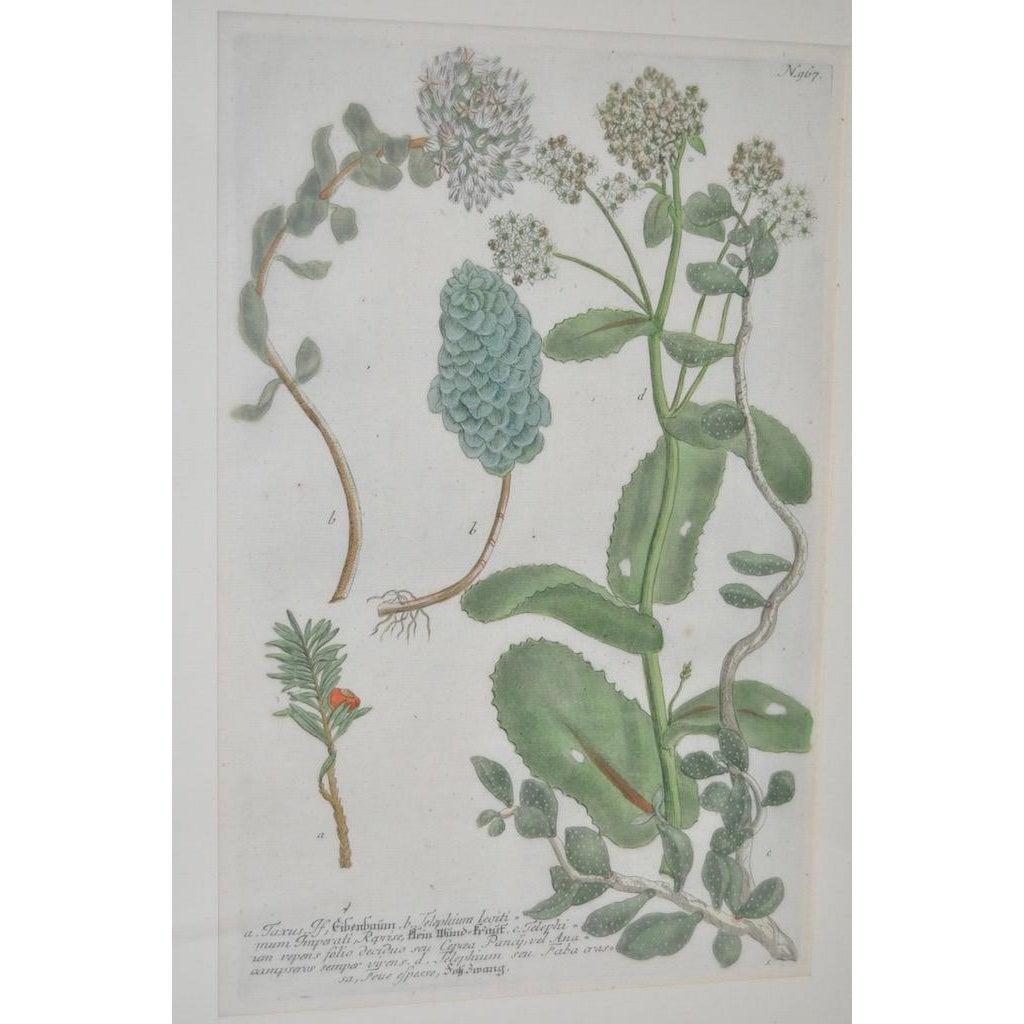 Gravure d'assiette en cuivre colorée à la main du 18ème siècle de Johann Weinmann - Print de Johann Wilhelm Weinmann