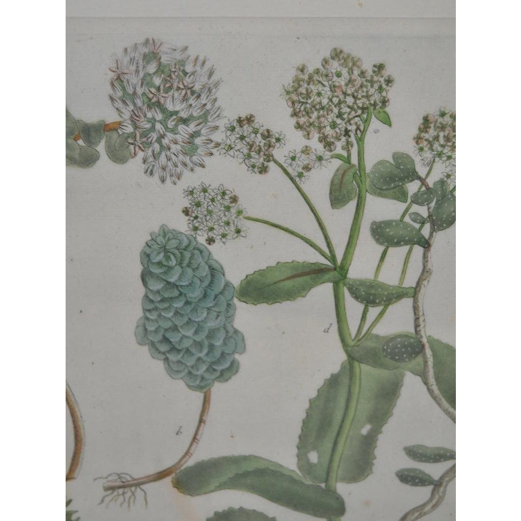 Gravure d'assiette en cuivre colorée à la main du 18ème siècle de Johann Weinmann - Gris Print par Johann Wilhelm Weinmann