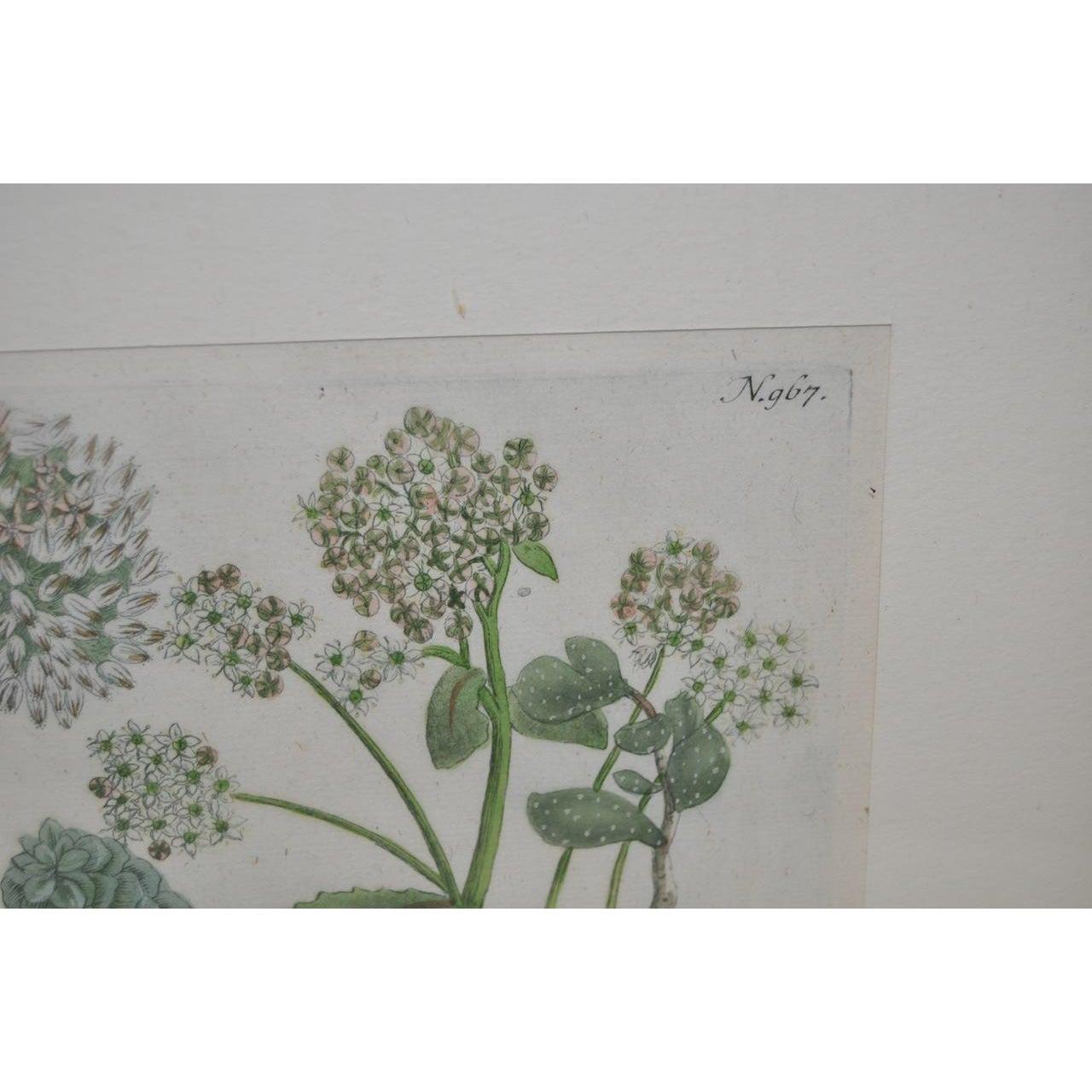Rare gravure sur cuivre coloriée à la main par le célèbre botaniste Johann Wilhelm Weinmann (1683-1741).

Une belle couleur après plus de 250 ans !

Cette merveilleuse gravure ancienne est magnifiquement encadrée et recouverte d'un