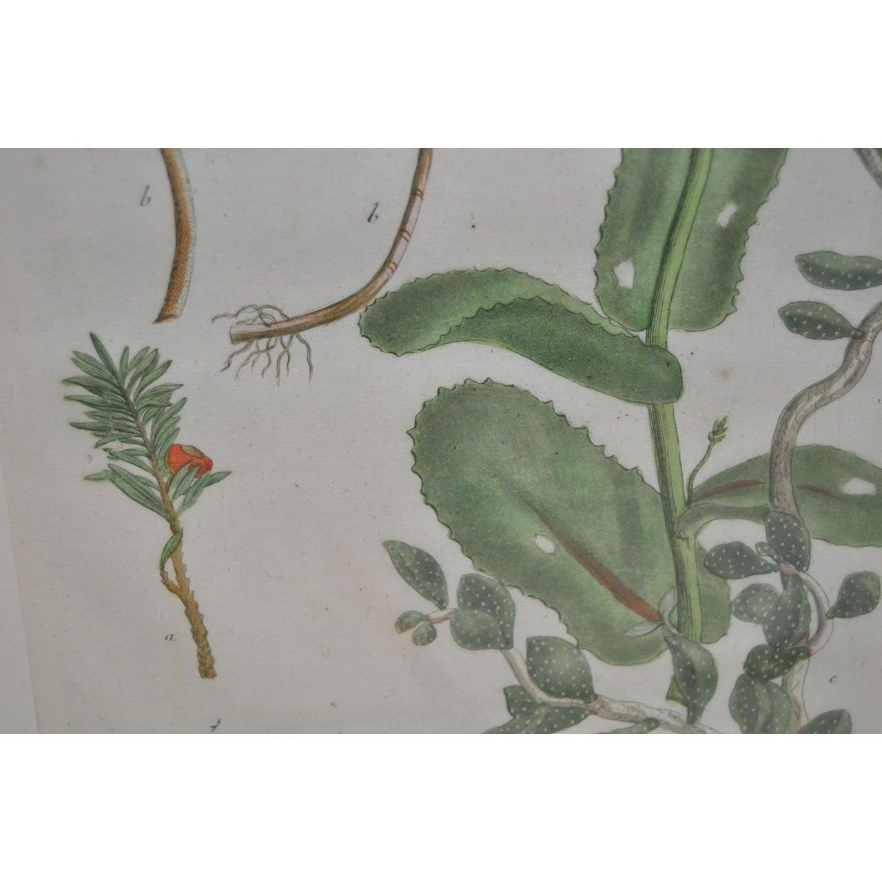 Gravure d'assiette en cuivre colorée à la main du 18ème siècle de Johann Weinmann en vente 1