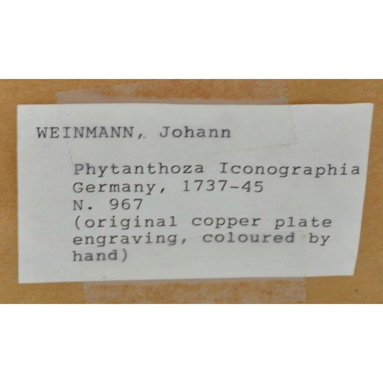 Gravure d'assiette en cuivre colorée à la main du 18ème siècle de Johann Weinmann en vente 2