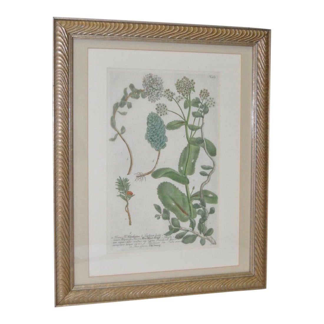 Print Johann Wilhelm Weinmann - Gravure d'assiette en cuivre colorée à la main du 18ème siècle de Johann Weinmann