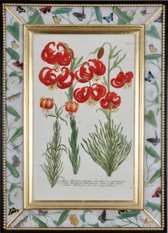 Johann Weinmann : Mezzotint engravings in decalcomania frames.