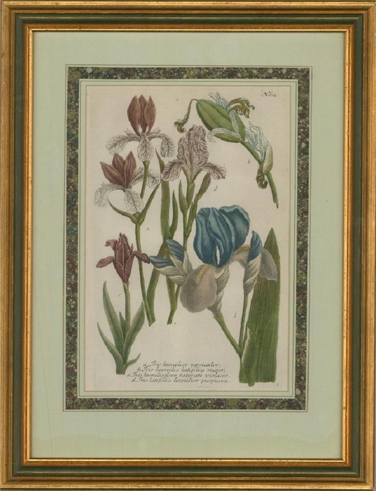 Johann Wilhelm Weinmann (1683â€