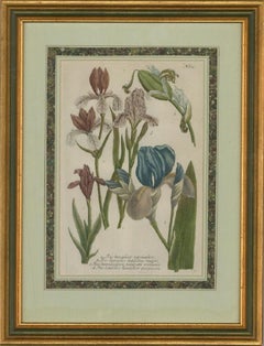 Johann Wilhelm Weinmann (1683â€“1741) - 18th Century Mezzotint, Irises