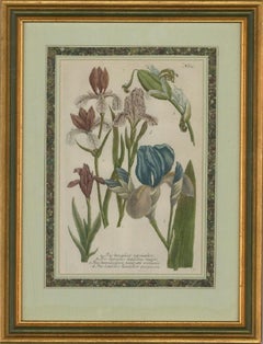 Johann Wilhelm Weinmann (1683–1741) - 18th Century Mezzotint, Irises
