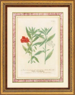 Johann Wilhelm Weinmann Botanical Engravings, Pair