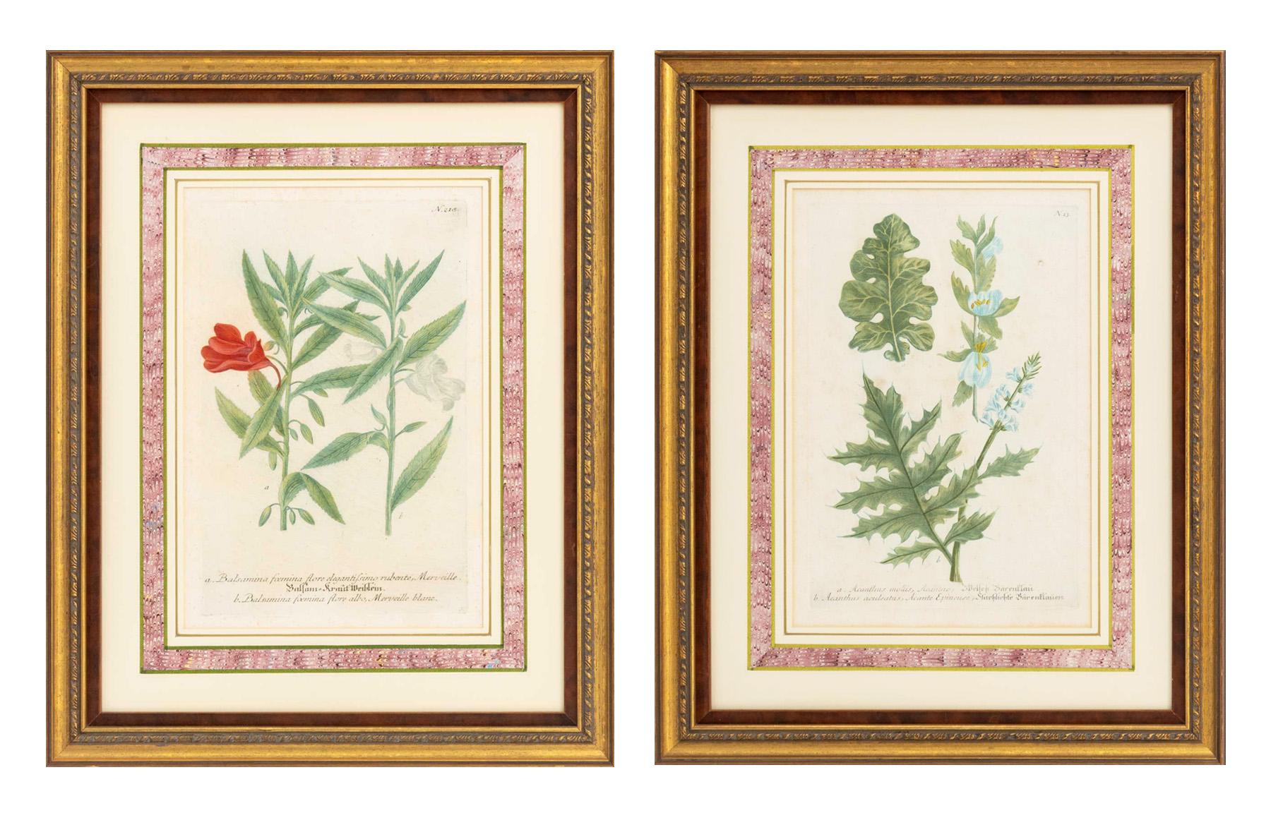 Johann Wilhelm Weinmann (allemand, 1683-1741), Paire de gravures botaniques coloriées à la main, XVIIIe siècle, de la série Phytanthoza Iconographia, comprenant : "Acanthus Mollis / Acanthus aculeatus" et "Balsmina foemina", cadres dorés.

Image :