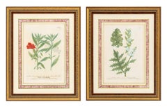 Johann Wilhelm Weinmann Botanical Engravings, Pair