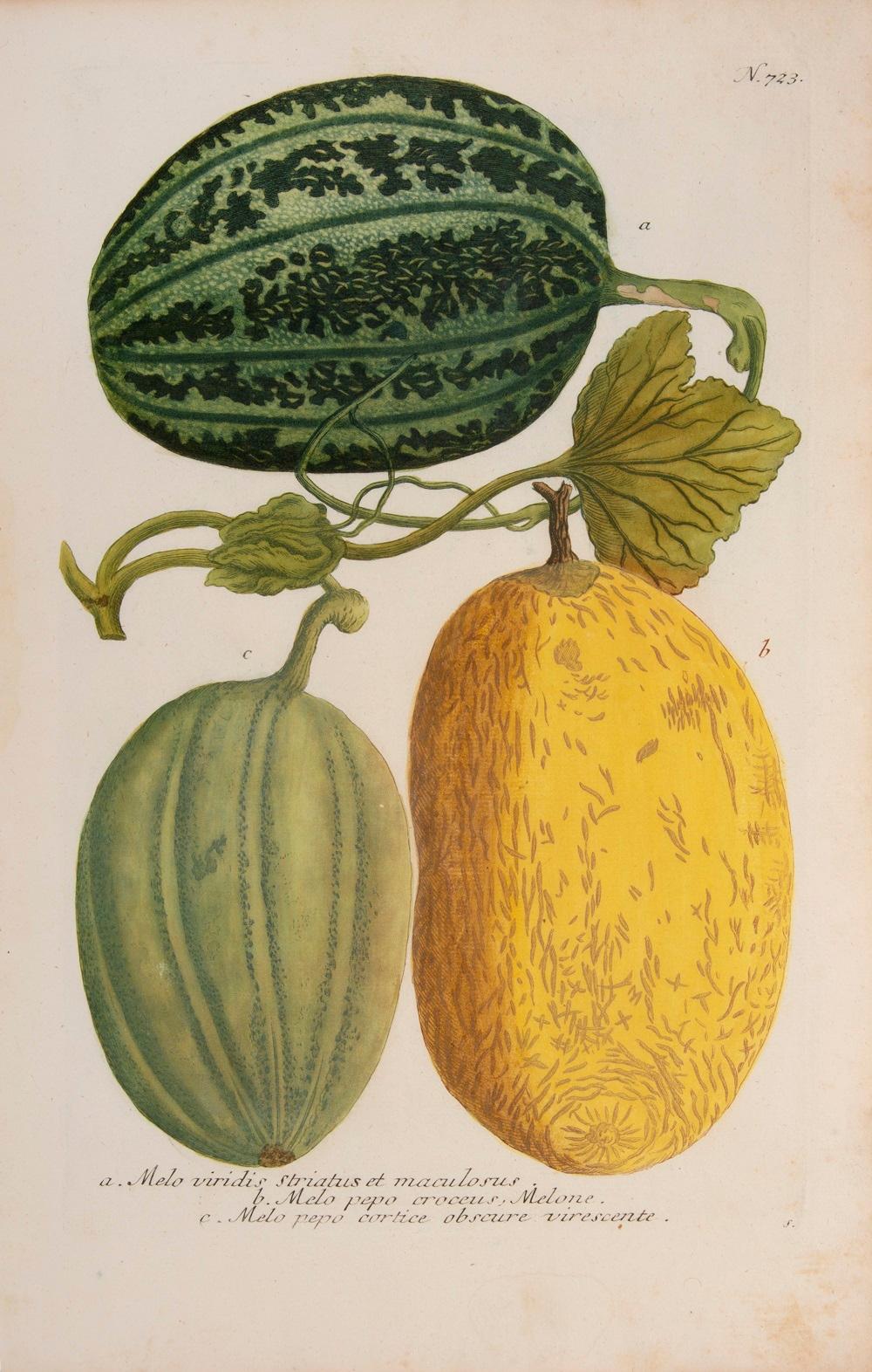 Melons - Print by Johann Wilhelm Weinmann