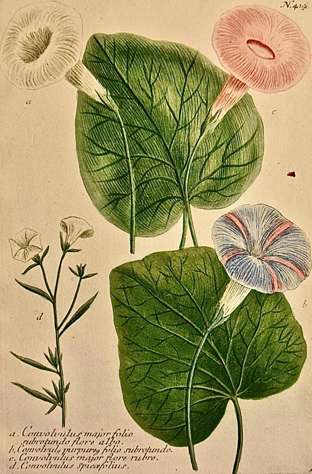 Gloire du matin fleurie : gravure botanique Weinmann du 18e siècle colorée à la main - Print de Johann Wilhelm Weinmann