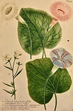 Flowering Morning Glory: 18th Century Hand-colored Weinmann Botanical Engraving
