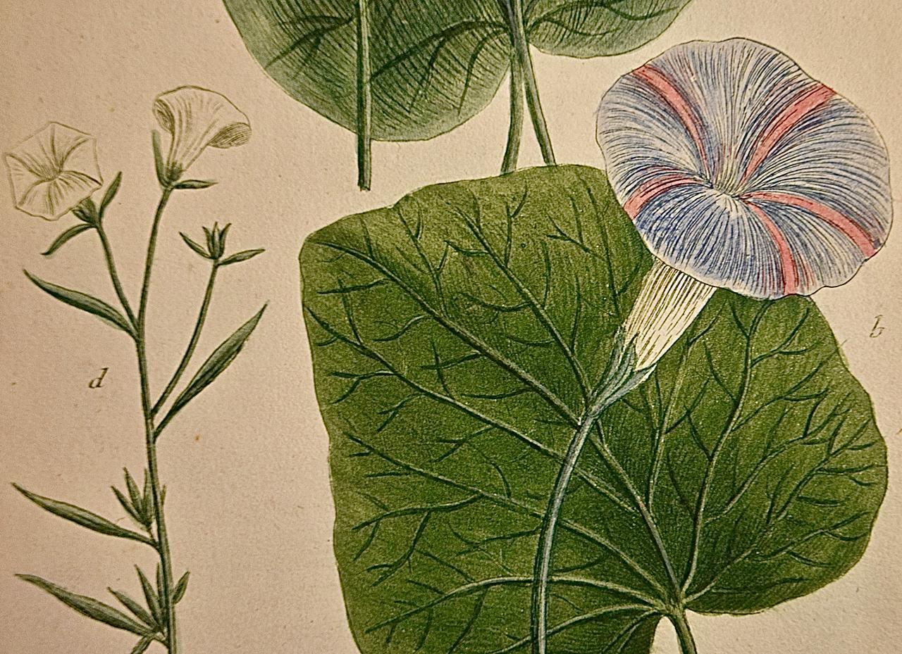 Gloire du matin fleurie : gravure botanique Weinmann du 18e siècle colorée à la main - Beige Still-Life Print par Johann Wilhelm Weinmann