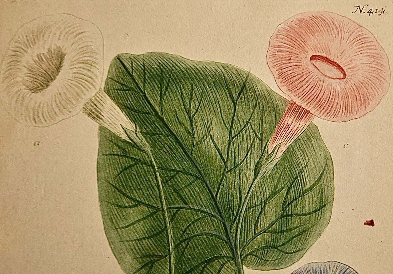 Cette gravure au trait et mezzotinte botanique coloriée à la main par Johann Wilhelm Weinmann (1683-1741) est intitulée 