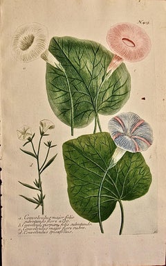 Gloire du matin fleurie : gravure botanique Weinmann du 18e siècle colorée à la main