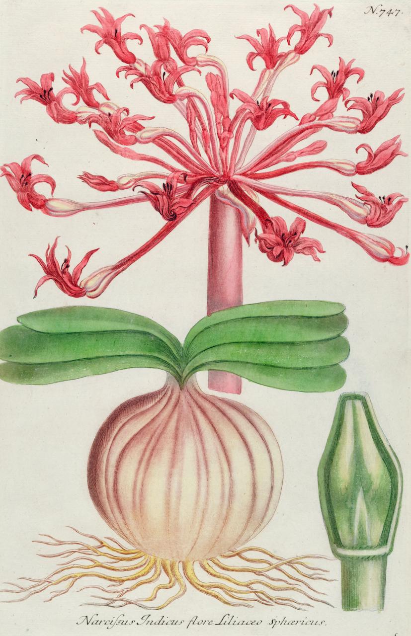 Flowering Narcissus Lily: 18th Century Hand-colored Weinmann Botanical Engraving - Print by Johann Wilhelm Weinmann