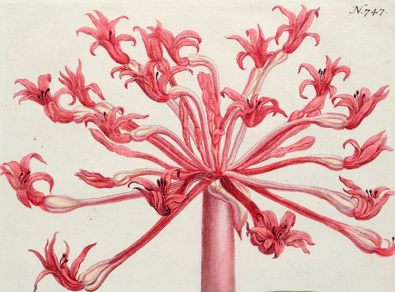 Narcissus Lily : une gravure botanique du 18e siècle colorée à la main par J. Weinmann - Naturalisme Print par Johann Wilhelm Weinmann