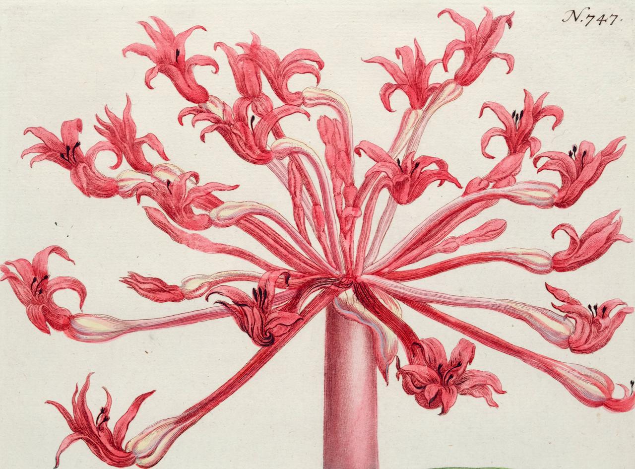 Flowering Narcissus Lily: 18th Century Hand-colored Weinmann Botanical Engraving - Naturalistic Print by Johann Wilhelm Weinmann