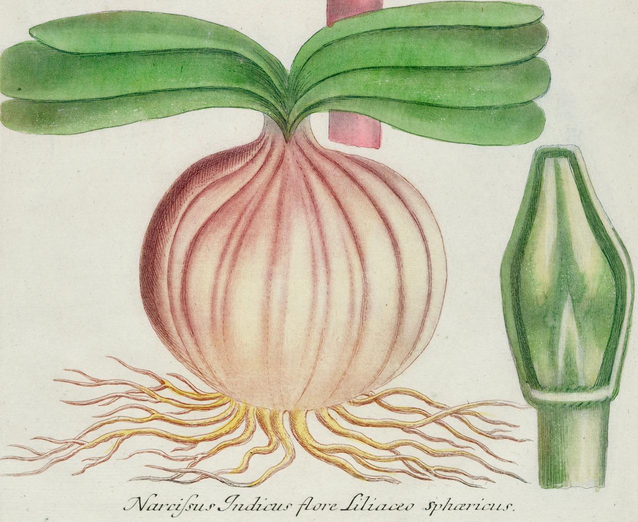 Il s'agit d'une gravure botanique ancienne colorée en mezzotinte et au trait d'une plante fleurie de Narcisse rouge, qui est finie avec un coloriage à la main. Elle est intitulée 