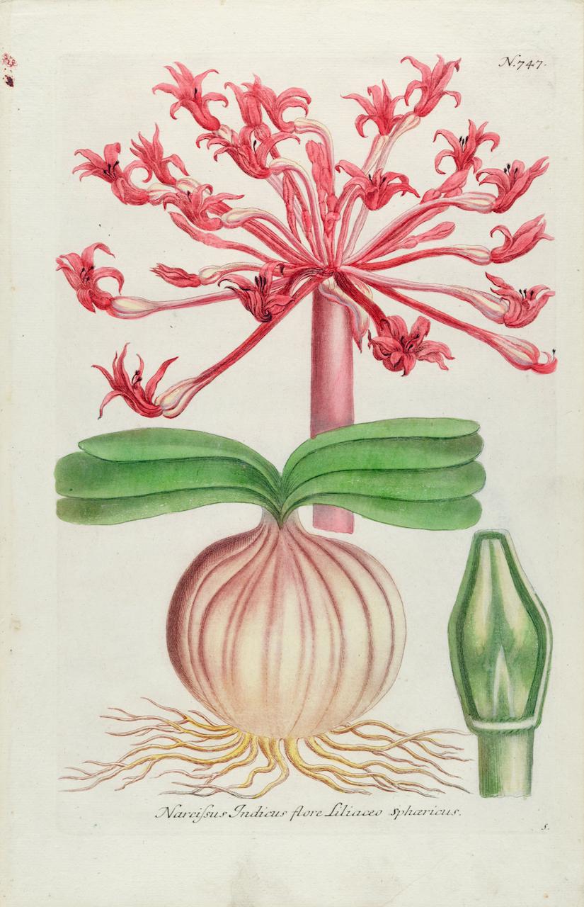 Johann Wilhelm Weinmann Landscape Print - Narcissus Lily: An 18th Century Hand-colored Botanical Engraving by J. Weinmann