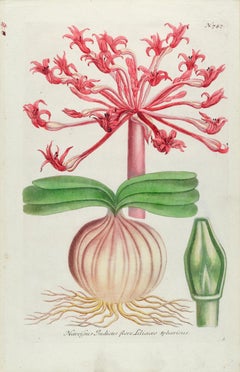 Antique Narcissus Lily: An 18th Century Hand-colored Botanical Engraving by J. Weinmann