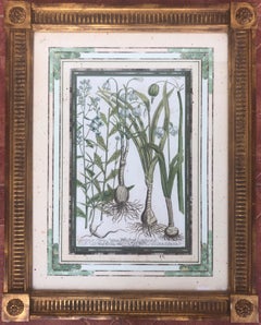 18Th Century Botanical Hand Colored Engraving