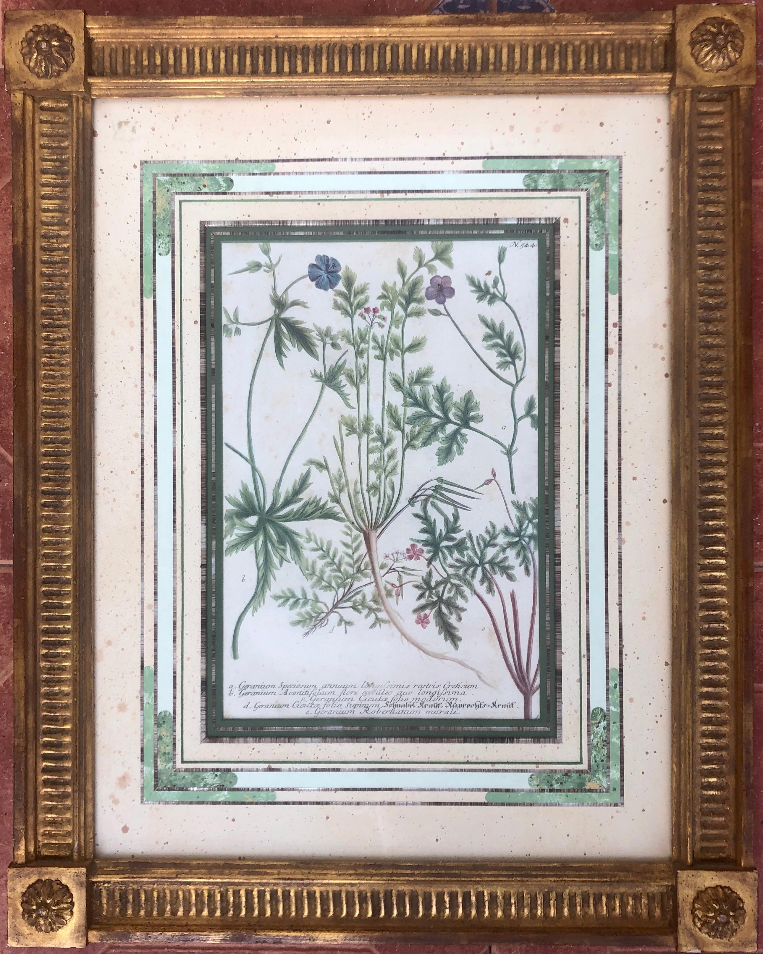 Pair of 18Th Century Botanical Engravings - Old Masters Print by Johann Wilhelm Weinmann