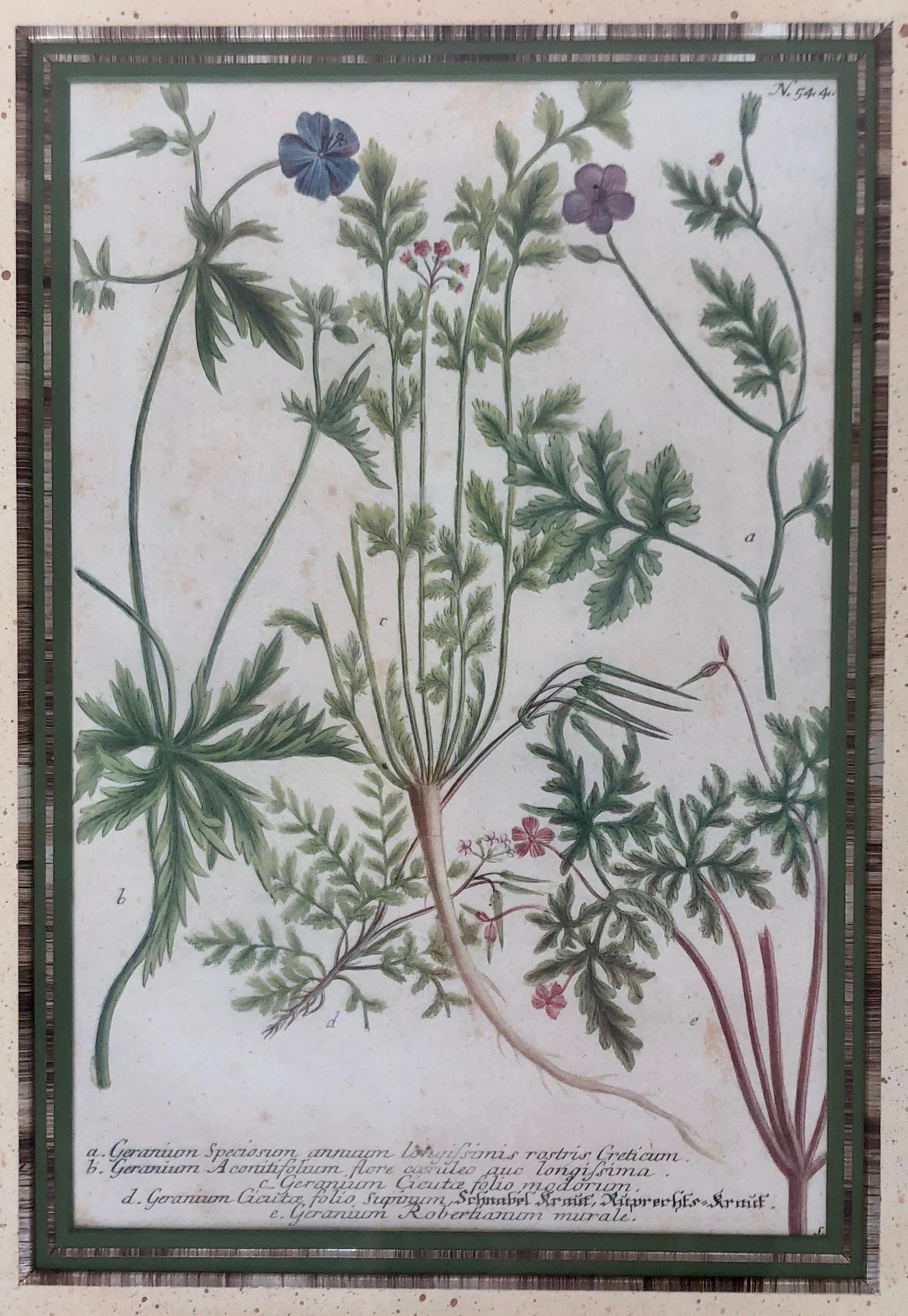 Grabado botánico del siglo XVIII - Print Antiguos maestros de Johann Wilhelm Weinmann