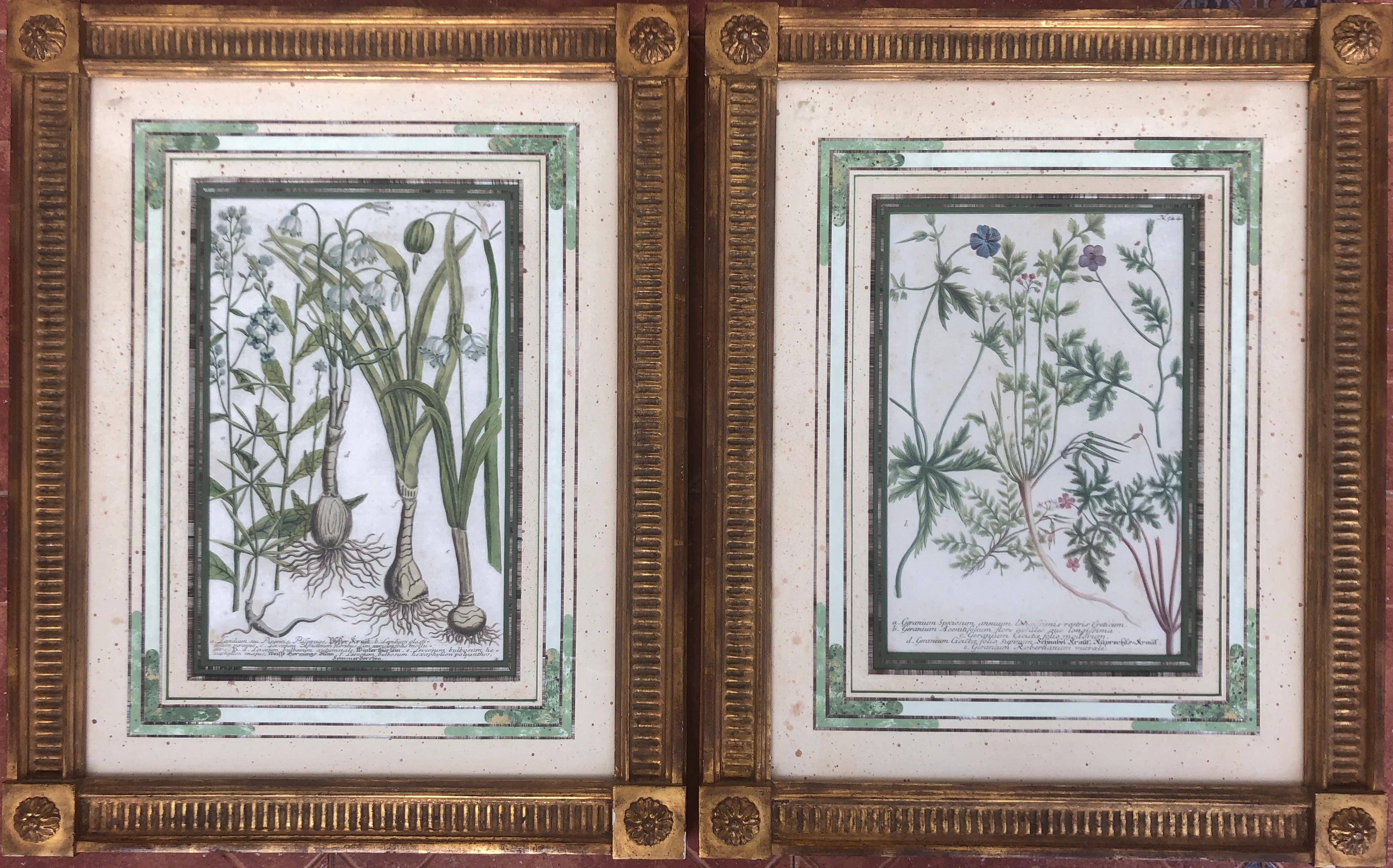 Pair of 18Th Century Botanical Engravings