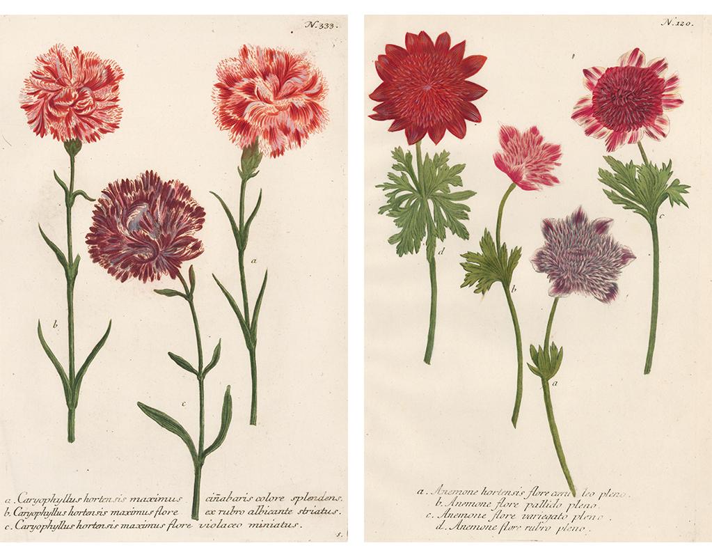 Pair of Botanical Engravings - Print by Johann Wilhelm Weinmann