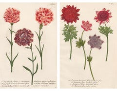Pair of Botanical Engravings