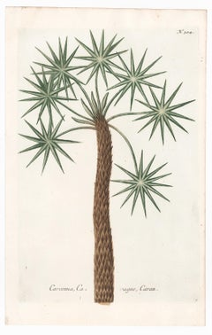 Palm Tree Engraving