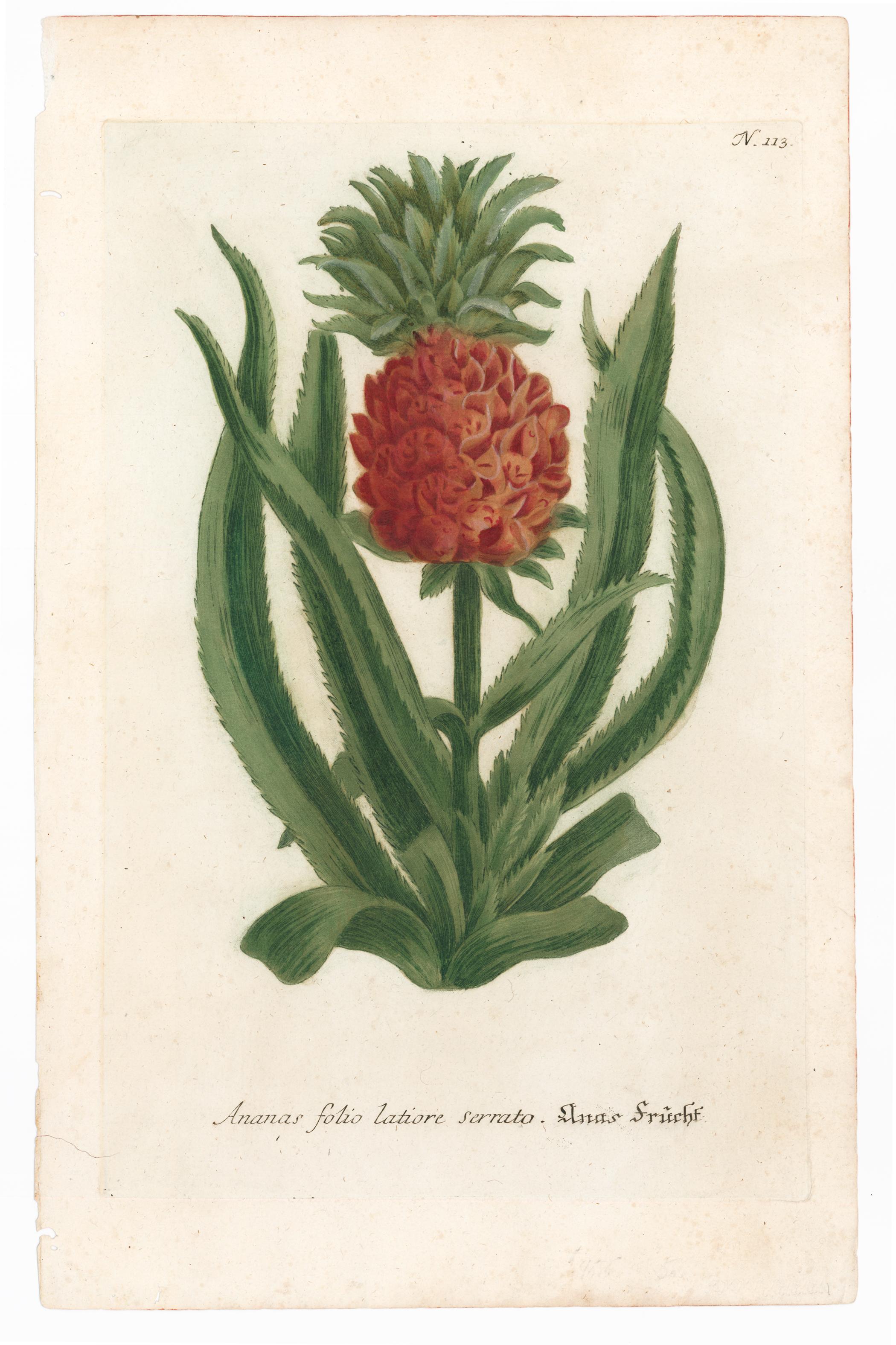 Pineapple Engraving - Print by Johann Wilhelm Weinmann