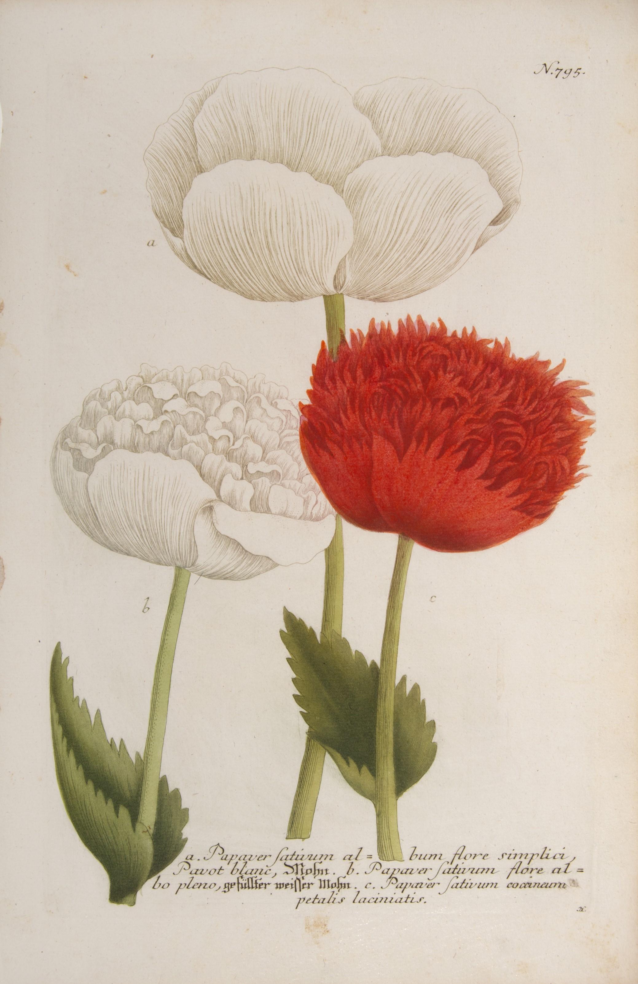 Poppies - Print by Johann Wilhelm Weinmann