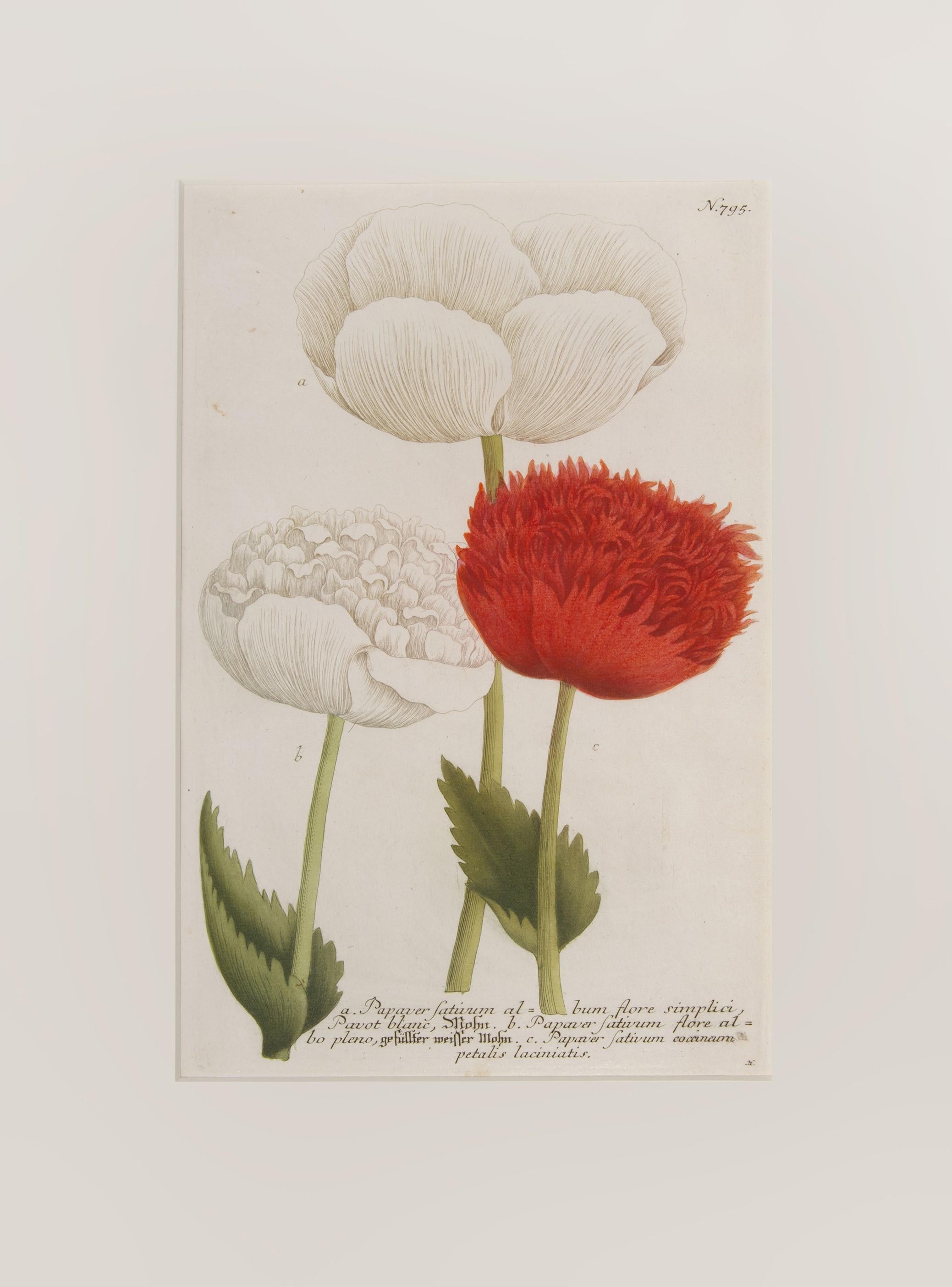 Johann Wilhelm Weinmann Still-Life Print - Poppies