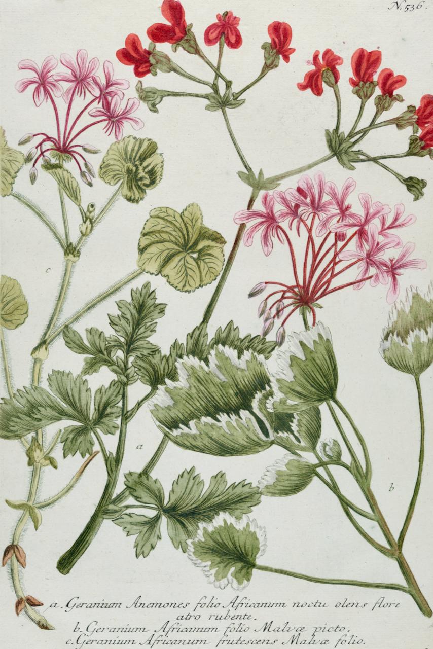 Geranium rouge : une gravure botanique du 18e siècle colorée à la main par J. Weinmann - Print de Johann Wilhelm Weinmann